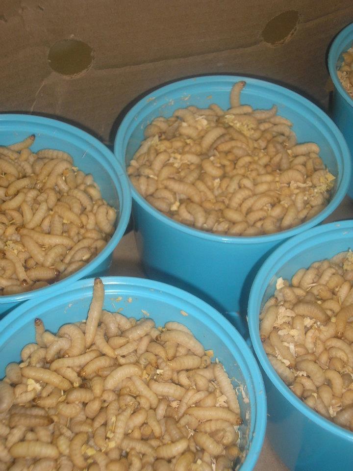 WAXWORMS 1,000 ct ($36.00 per 1000/$9.00 per cup) FREE SHIPPING