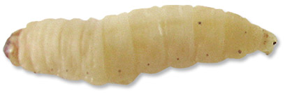 Wholesale Large Waxworms/BeeMoths. Raised By Us Bite Me Waxworms & Bait Co.